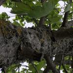 Bruggerhoff Tree Services - photo 1