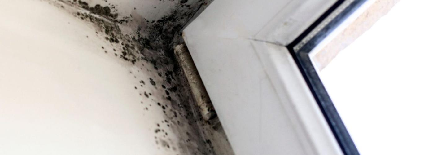 The Swamp Mold Inspection Co cover photo