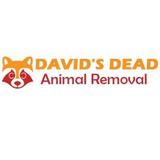 David's Dead Mice Removal Hobart - Pest Control in Hobart