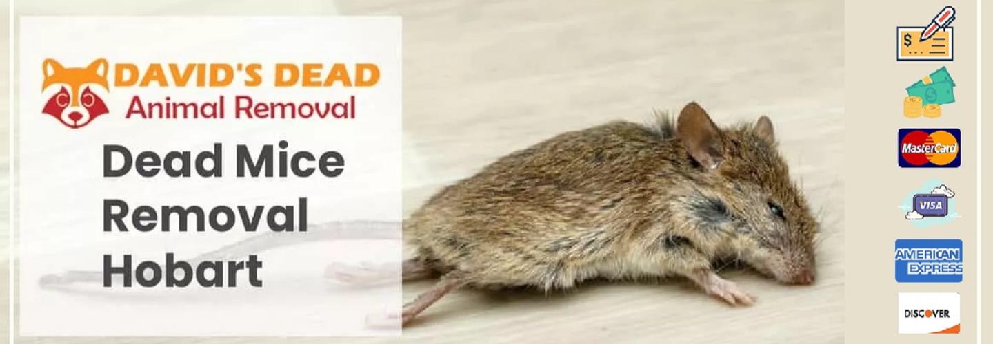 David's Dead Mice Removal Hobart cover photo