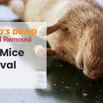 David's Dead Mice Removal Hobart - photo 2