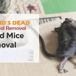 David's Dead Mice Removal Hobart - photo 3