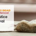 David's Dead Mice Removal Hobart - photo 4