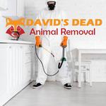 David's Dead Mice Removal Hobart - photo 5