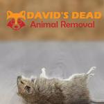 David's Dead Mice Removal Hobart - photo 6