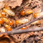 Port City Termite Removal Experts - photo 3