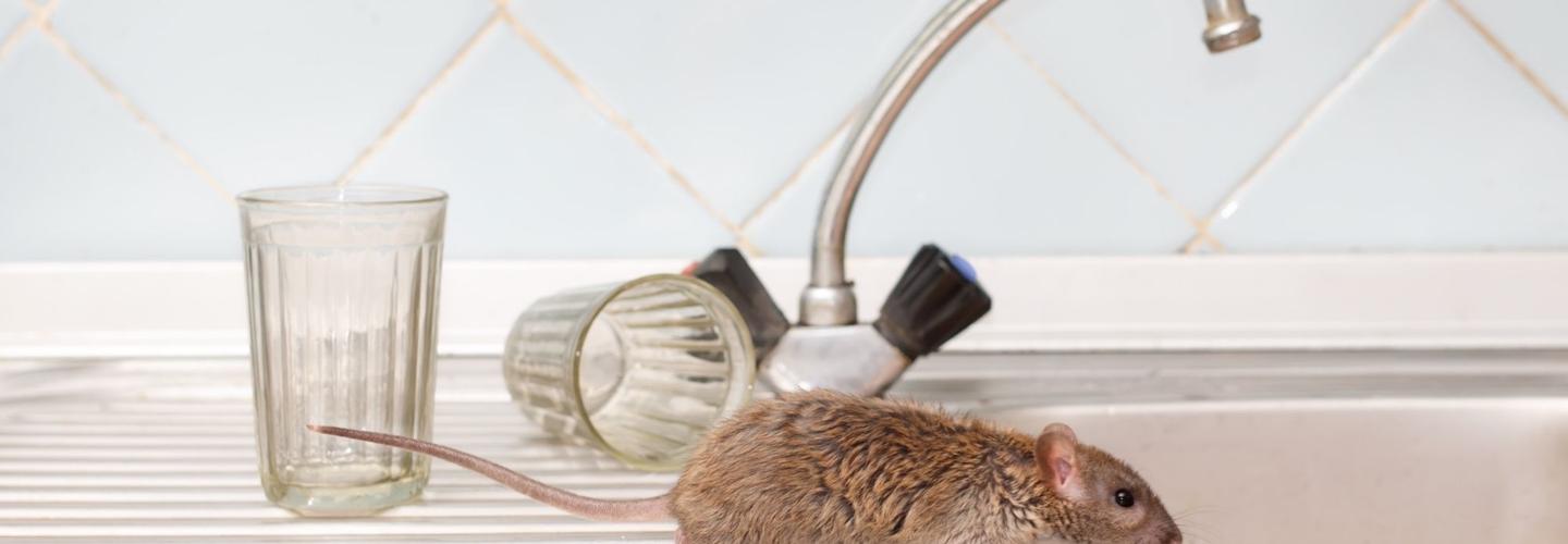 Forest Land Termite Removal Experts cover photo