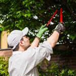 Cochichawicke Tree Service - photo 1