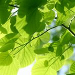 Cochichawicke Tree Service - photo 4