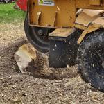 Cochichawicke Tree Service - photo 6