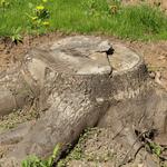 Cochichawicke Tree Service - photo 8