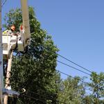 The Gathering Place Tree Service - photo 2