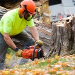 The Gathering Place Tree Service - photo 3