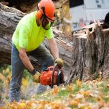 Five Season Tree Services - Tree Services in Council Bluffs