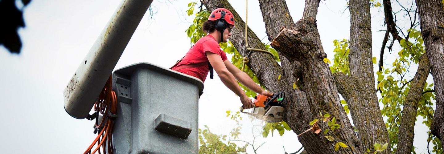 Five Season Tree Services cover photo