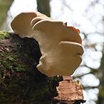 Five Season Tree Services - photo 2