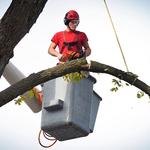 Five Season Tree Services - photo 4