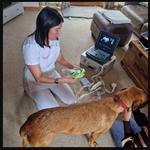 Pomsxdaxies Southwest - photo 1