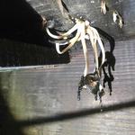 Franklin Foundation Repair Pros - photo 2