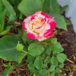 Mylawnguyz - photo 8