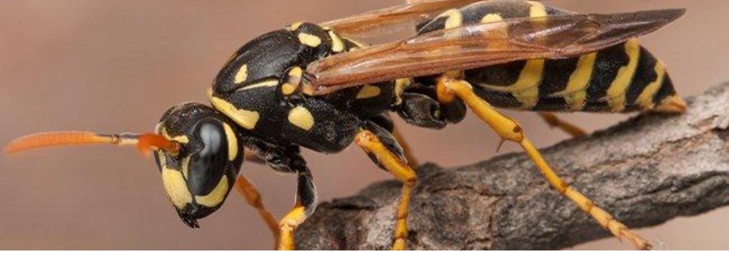 Goode Wasp Removal Canberra cover photo