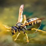 Goode Wasp Removal Canberra - photo 1
