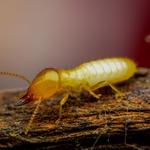 Awesome Alpharetta Termite Removal Experts - photo 2