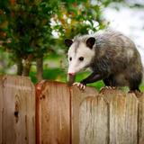 Naptown Wildlife Control Solutions - Professional Services in Indianapolis