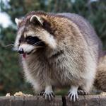 Naptown Wildlife Control Solutions - photo 3