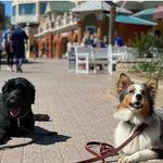 BTS K9 Dog Training - photo 1