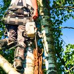 Greenleaf Tree & Property Services - photo 2