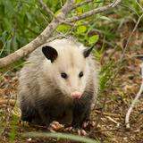Morris Possum Removal Adelaide - Pest Control in Adelaide