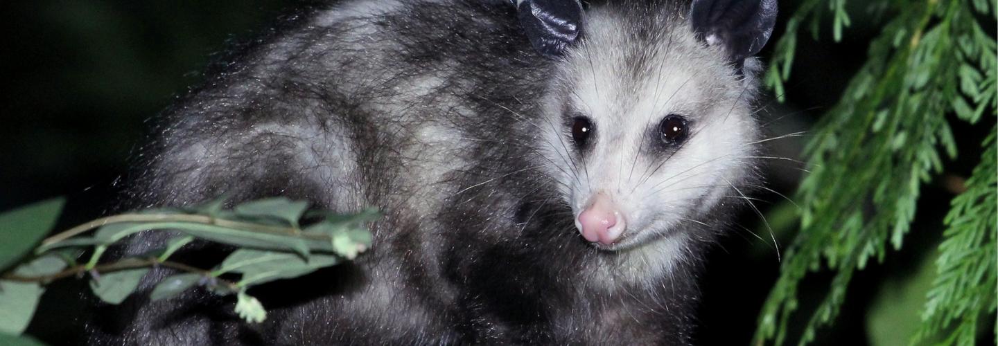 Morris Possum Removal Adelaide cover photo