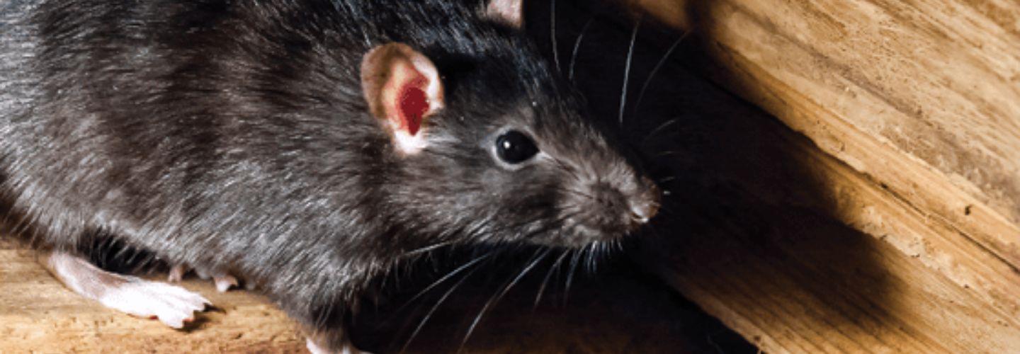 Rodent Control Hobart cover photo