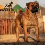Exotic Boerboel Breeders - photo 1