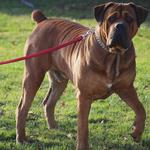 Exotic Boerboel Breeders - photo 2