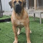 Exotic Boerboel Breeders - photo 3