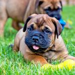 Exotic Boerboel Breeders - photo 4
