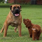 Exotic Boerboel Breeders - photo 5