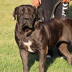Exotic Boerboel Breeders - photo 6