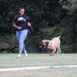 Exotic Boerboel Breeders - photo 7