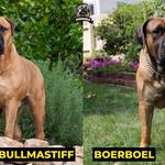 Exotic Boerboel Breeders - photo 8