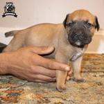 Exotic Boerboel Breeders - photo 9