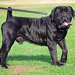 Exotic Boerboel Breeders - photo 10