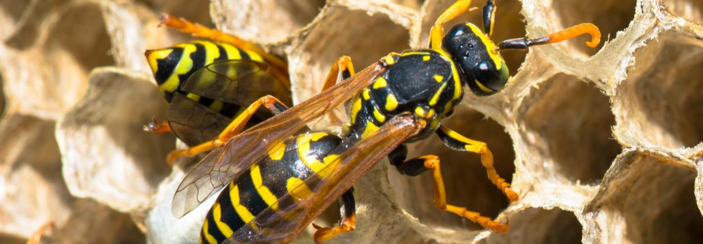 Frontline Wasp Control Adelaide cover photo