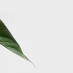 Fluffy Bunnies Cleaning Service - photo 3