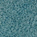 Pool Cleaning Services Charleston - photo 4