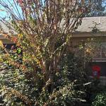 Denton Tree Service - photo 3