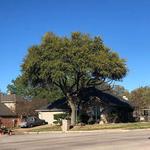 Denton Tree Service - photo 4