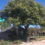 Denton Tree Service - photo 5